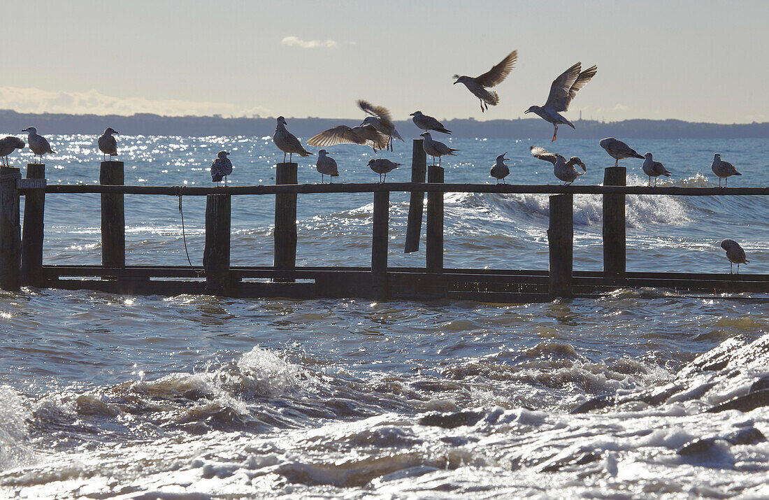 Seagulls at the jetty of fishing village of Vitt, Wittow peninsula, Island of Ruegen, Mecklenburg Western Pomerania, Germany, Europe