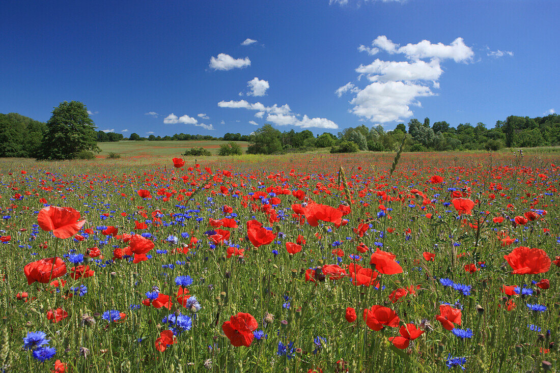 Kornblumen und Klatschmohnfeld, Insel Rügen, Mecklenburg Vorpommern, Deutschland, Europa