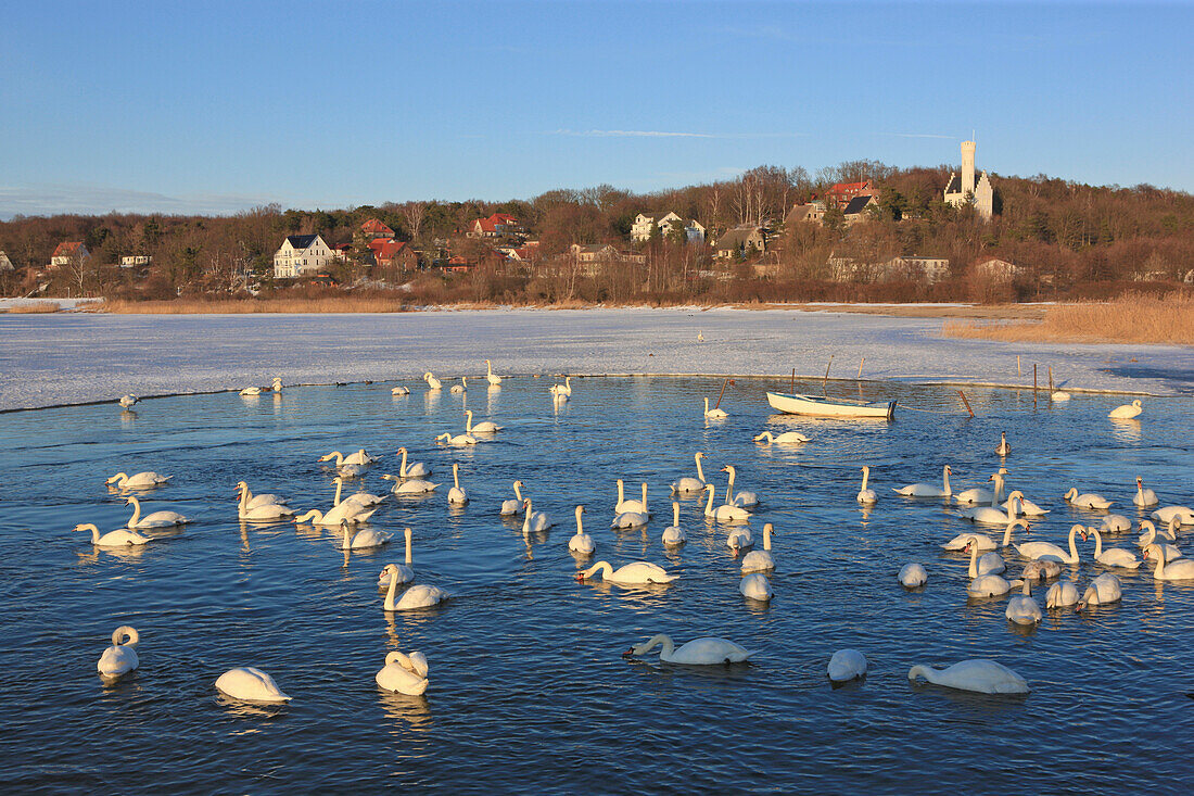 Swans at Grosser Jasmunder Bodden in winter, Lietzow, Island of Ruegen, Mecklenburg Western Pomerania, Germany, Europe