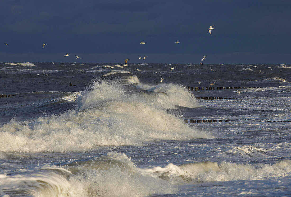 Stormy Baltic Sea and seagulls, Mecklenburg Western Pomerania, Germany, Europe