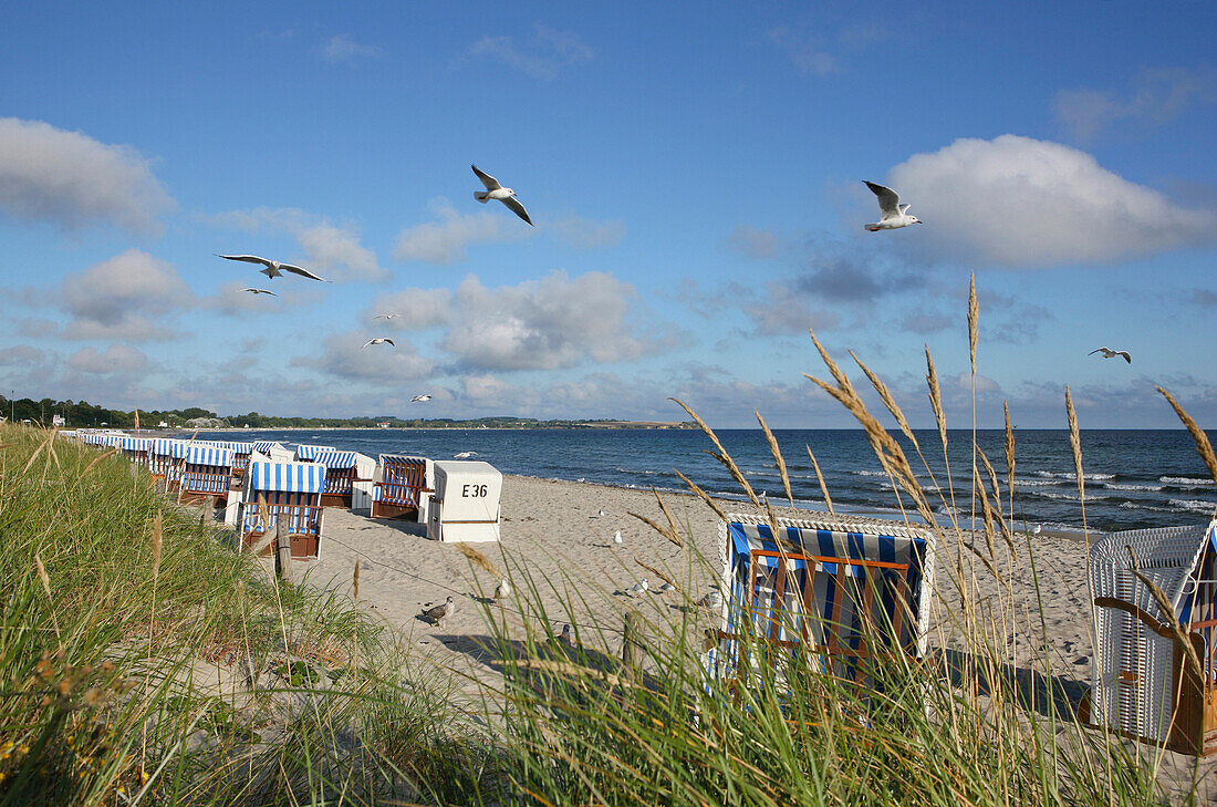 Beach chairs and seagulls on the beach, Seaside resort Boltenhagen, Mecklenburg Western Pomerania, Germany, Europe
