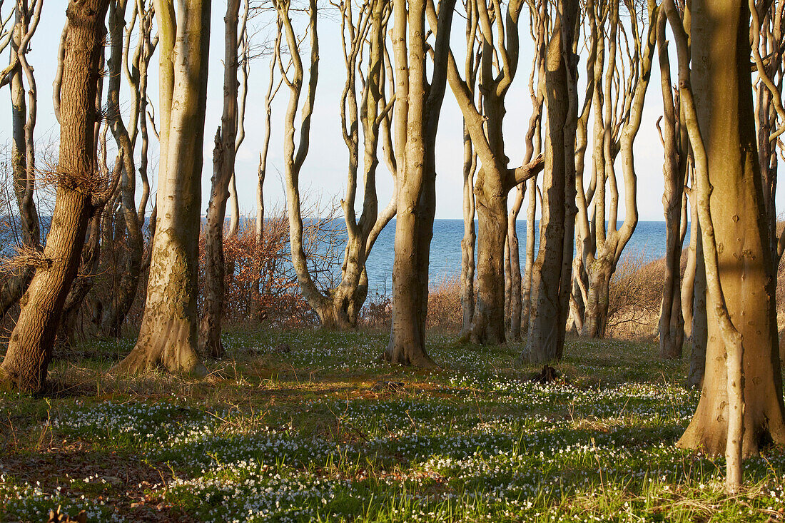 Beech grove, so-called ghost forest, at seaside resort Nienhagen, Mecklenburg Western Pomerania, Germany, Europe