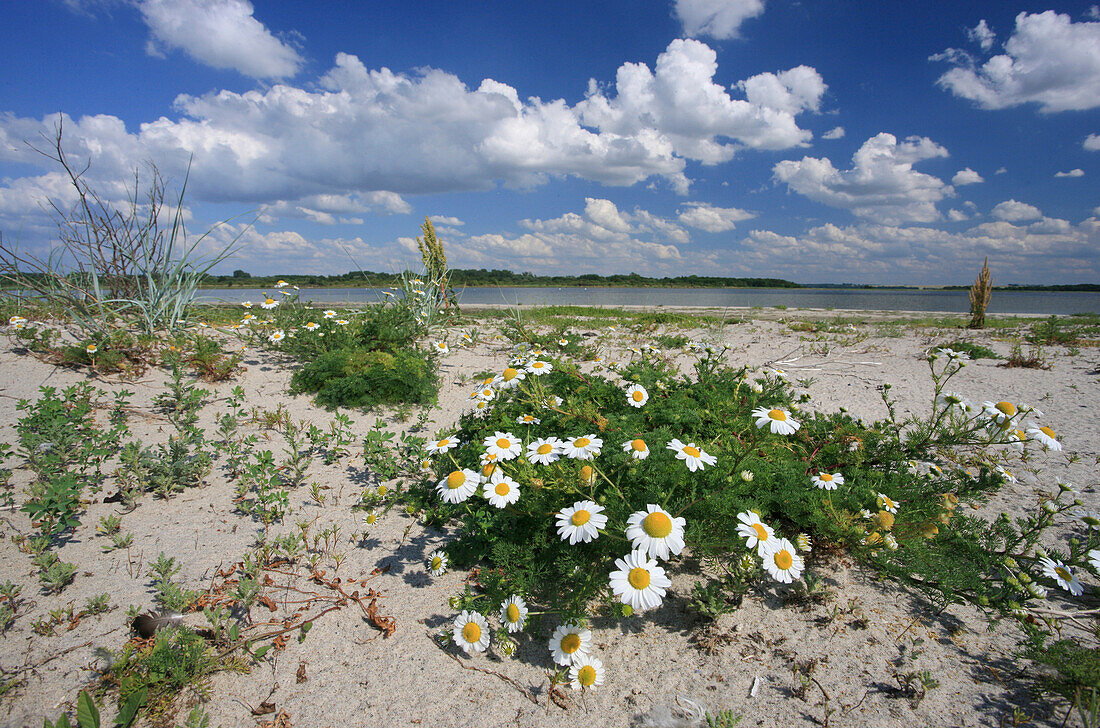 Strandkamille auf der Halbinsel Wustrow, Salzhaff, Ostsee, Mecklenburg Vorpommern, Deutschland, Europa