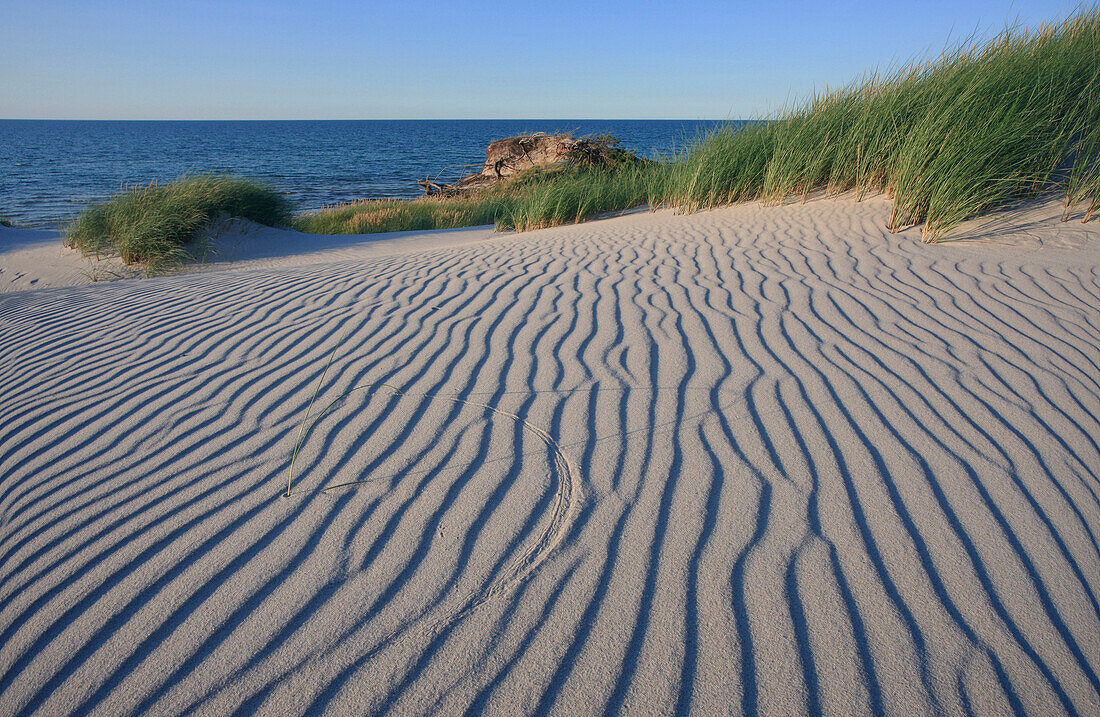 Structures and tracks in the sand of a dune, Western Pomerania Lagoon Area National Park, Mecklenburg Western Pomerania, Germany, Europe