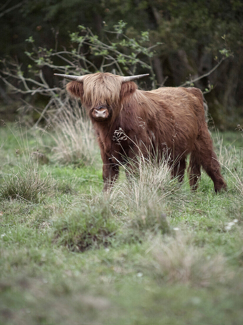 Scottish Highland cattle out at feed, Donaumoos, Guenzburg, Bavaria, Germany, Europe