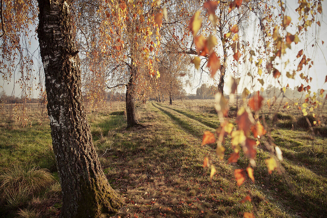 Trees in autumn, Donaumoos, Guenzburg, Bavaria, Germany, Europe