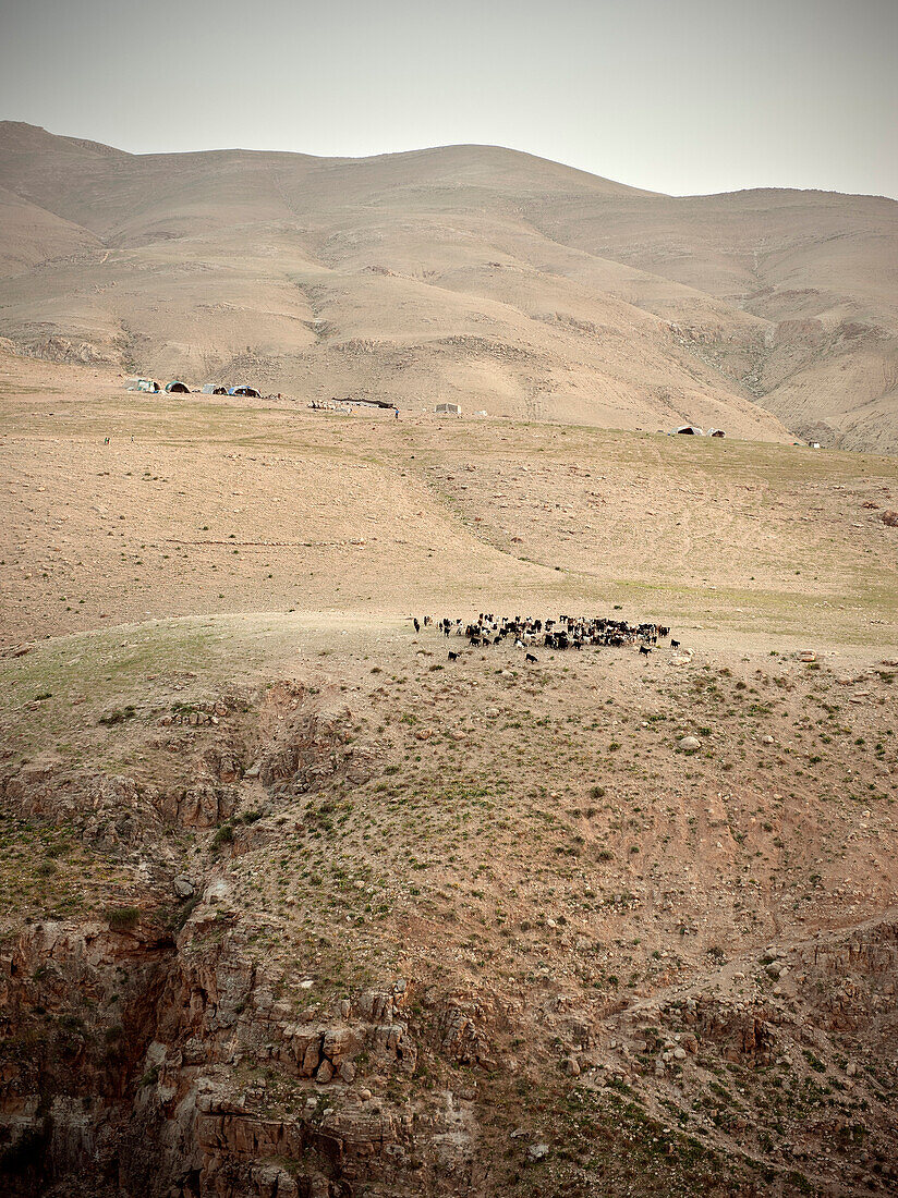 Goats and beduin tents at sparse mountains, back country of the Dead Sea, Mount Nebo, Jordan, Middle East, Asia