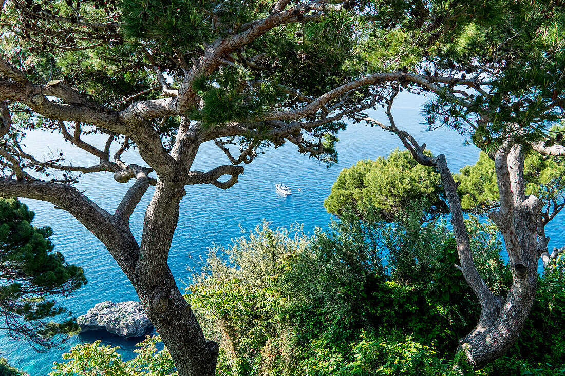 View onto the sea with boat through the trees, Capri, Campania, Italy