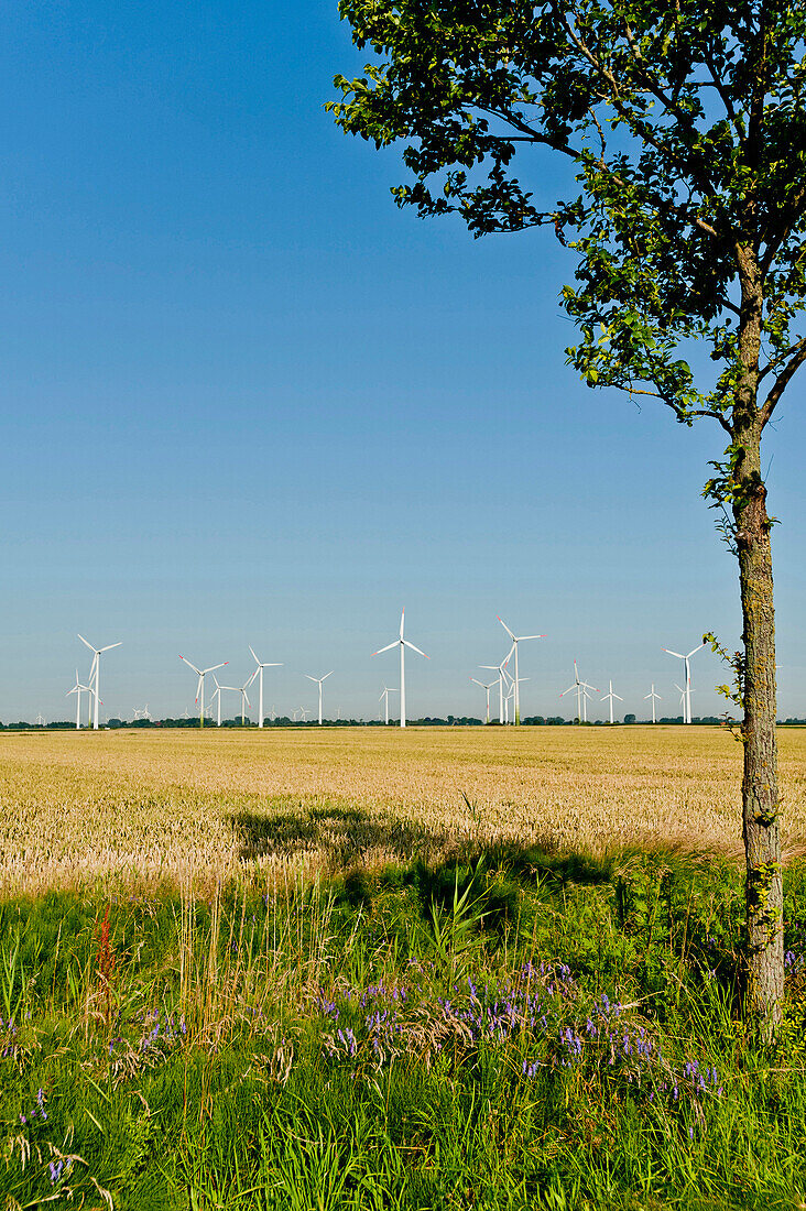 Windräderpark Nähe Eidersperrwerk, Nordfriesland, Schleswig Holstein, Deutschland