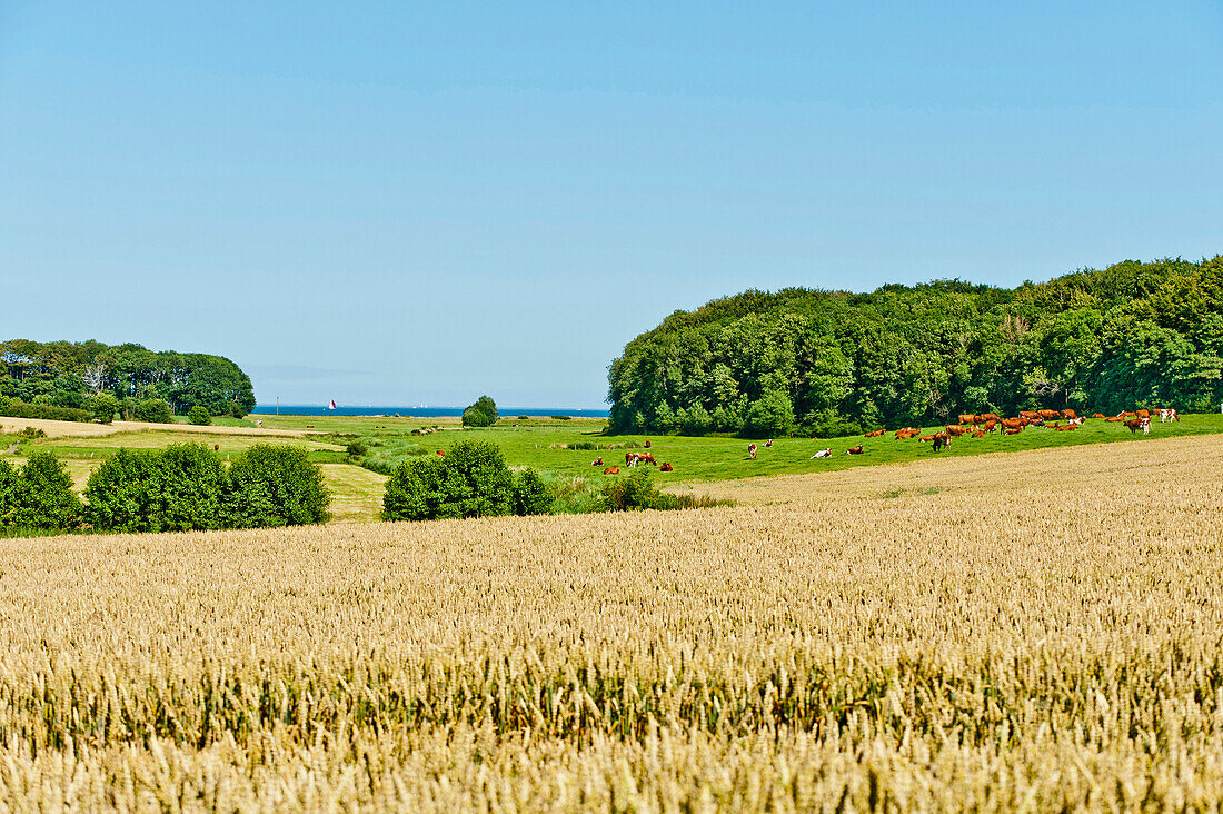 Felder am Ostsee bei Nieby, Schleswig-Holstein, Deutschland