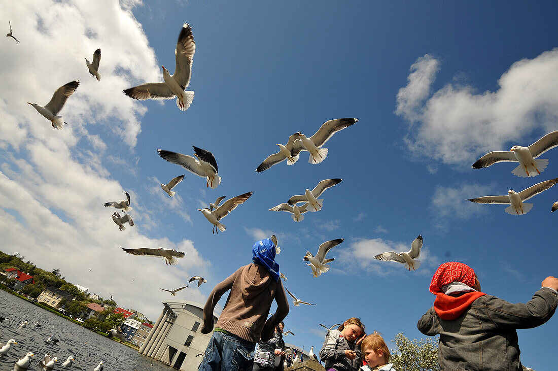 Seagulls at lake Tjoernin, Reykjavik, Iceland, Europe