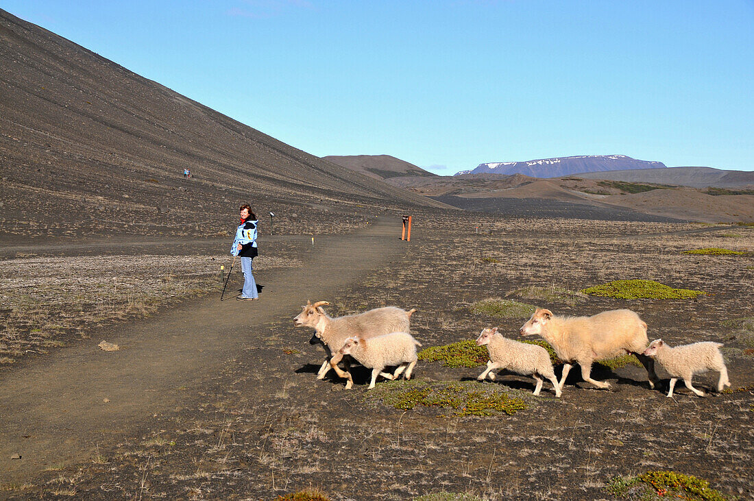 Schafe am Vulkan Hverfell, Myvatn-See, Skutustadir, Nordurland eystra, Island