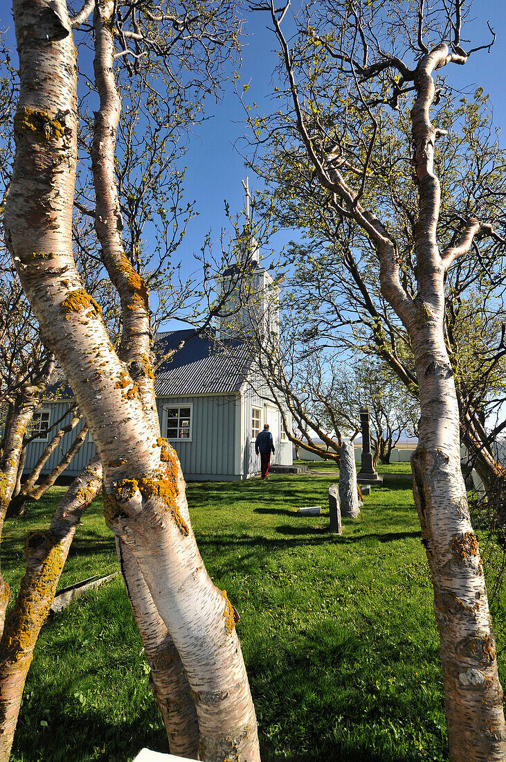 Birken vor der Kirche von Skutustadir am Myvatn See (Südseite), Nord Island, Europa