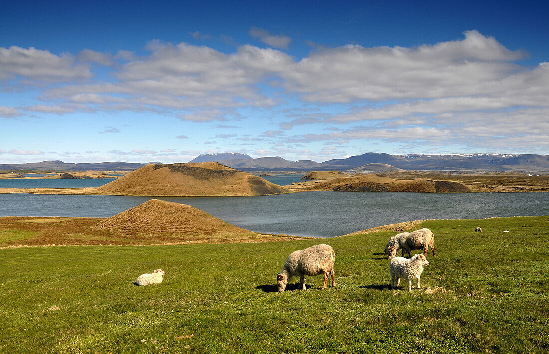 Schafe auf einer Wiese am Myvatn See (Südseite), Nord Island, Europa