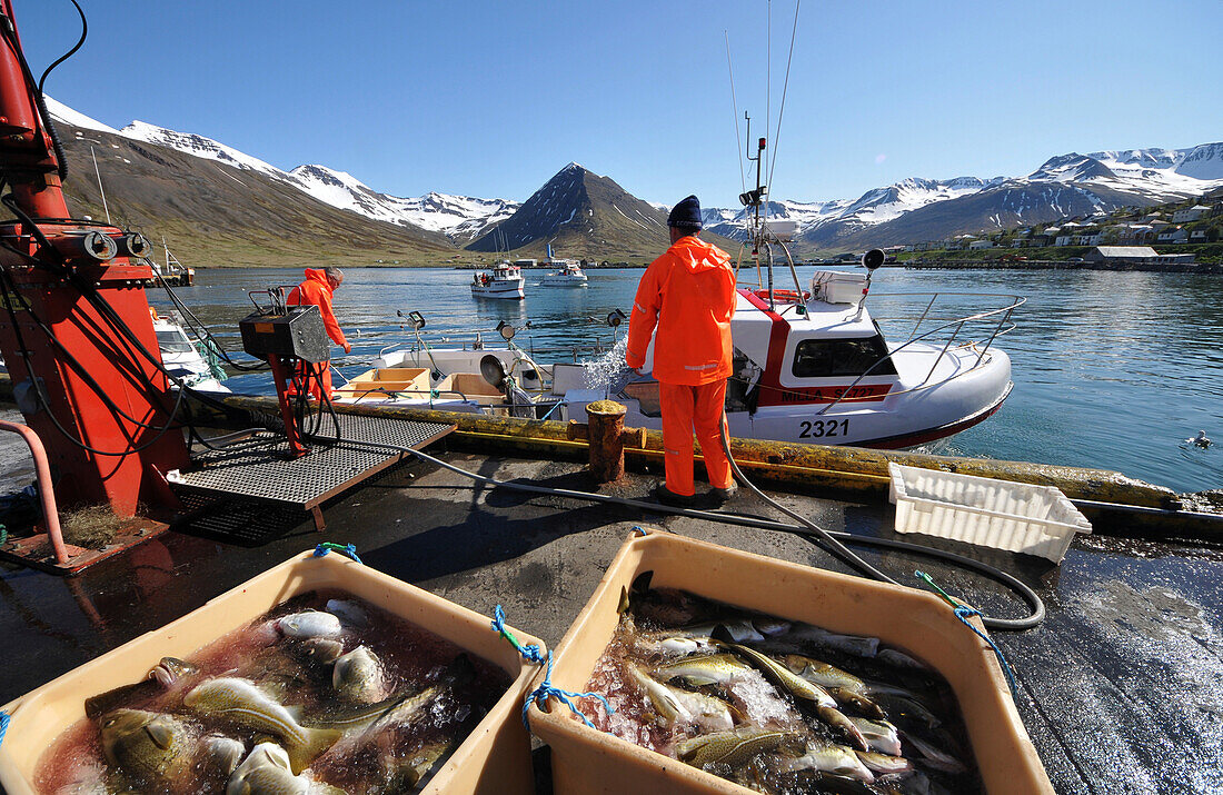 Fishermen with their catch at the harbour of Siglufroerdur, North Iceland, Europe