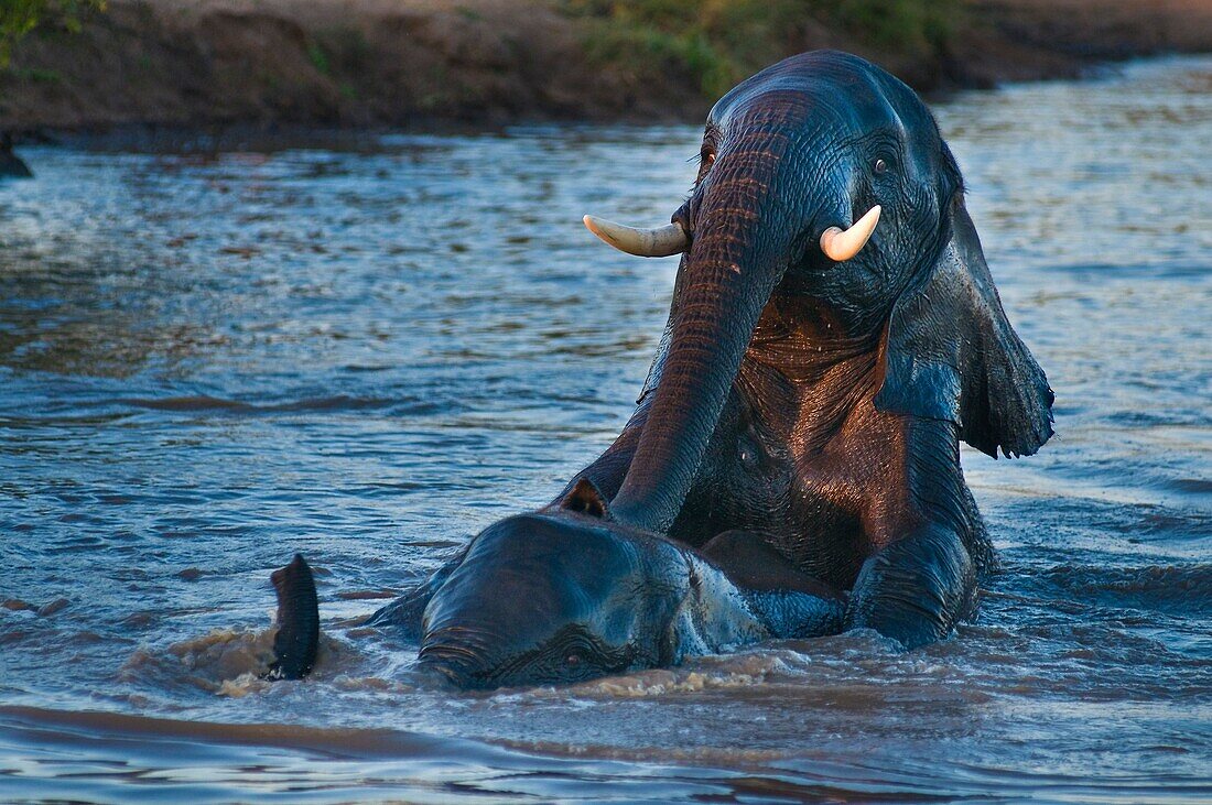 Africa, South Africa, Mpumalanga province (Eastern Transvaal), Sabi Sand Game Reserve, Savanna Private Game Reserve, elephants (Loxodonta africana)