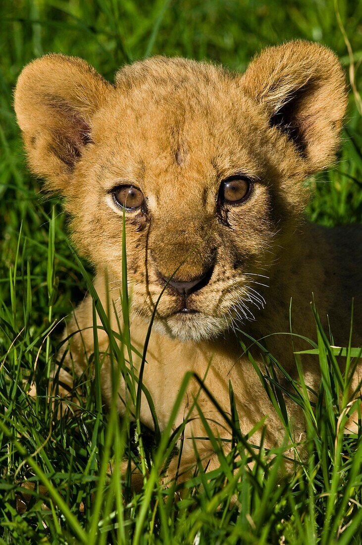 Africa, Zimbabwe, Midlands province, Antelope Park, African Lion Environment and Research Trust (ALERT), baby lion (Leo Panthera)