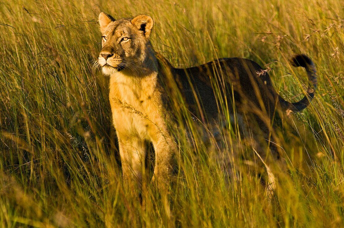 Africa, Zimbabwe, Midlands province, Antelope Park, African Lion Environment and Research Trust (ALERT), female lion (Leo Panthera)