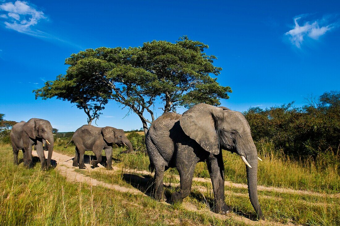 Africa, Zimbabwe, Midlands province, Antelope Park, elephants (Loxodonta africana)