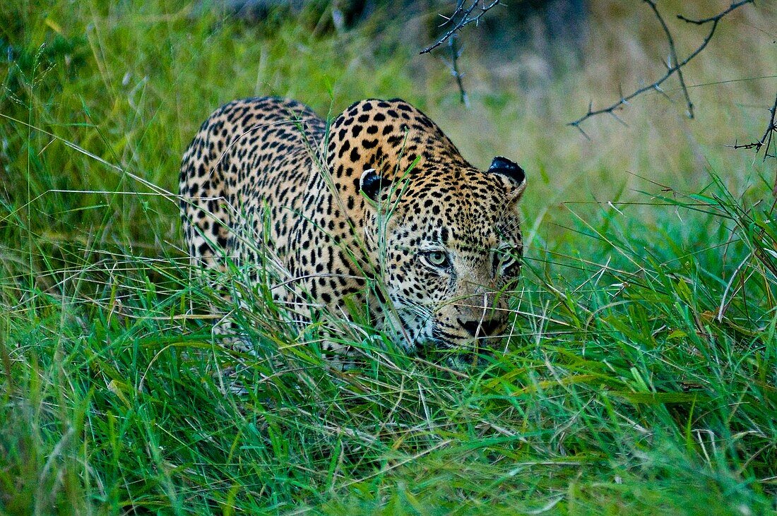 Africa, South Africa, Mpumalanga province (Eastern Transvaal), Sabi Sand Game Reserve, Lion Sands Private Game Reserve, leopard (Panthera pardus)