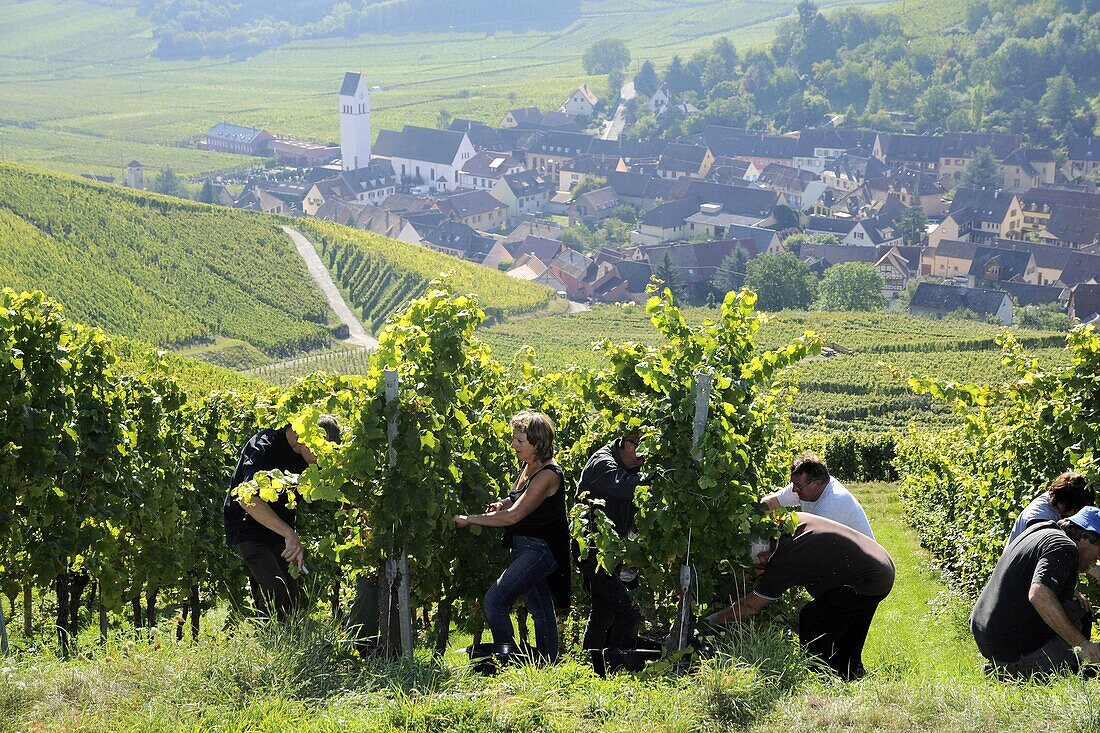 Grape-gathering in Alsace