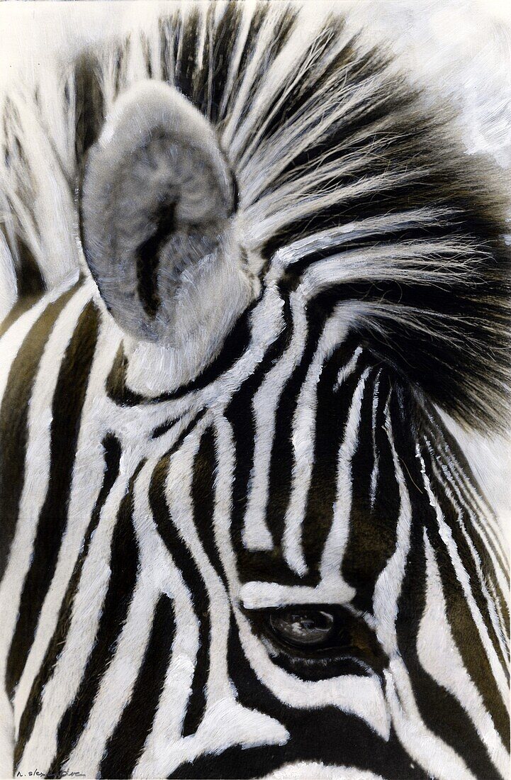 Painted photograph of a zebra profile on photographic barite paper