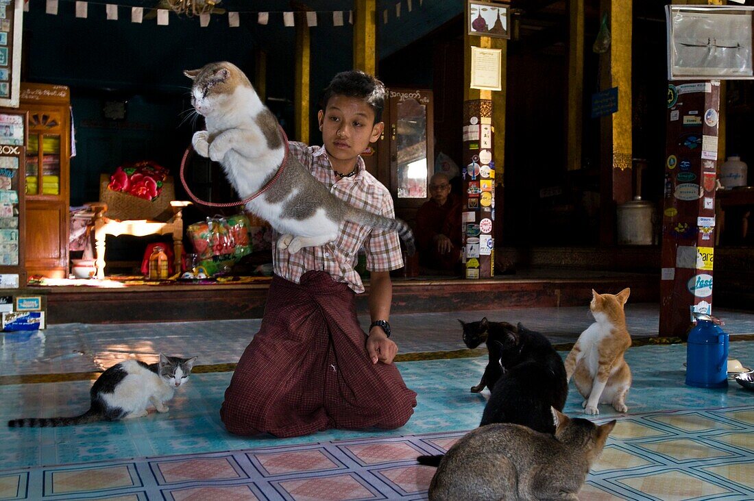 Myanmar (Burma), Shan State, Inle Lake, the village of Nga Hpe Chaung, built in 1944, the wooden stilt monastery Kyaung Nga Hpe, nicknamed cats jumping monastery, attracts many tourists coming to see the cats jumping, this activity used to being made by m