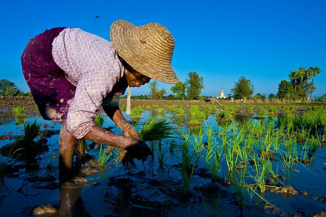 Myanmar (Burma), Mandalay State, Ava, San San Win planting rice shoots