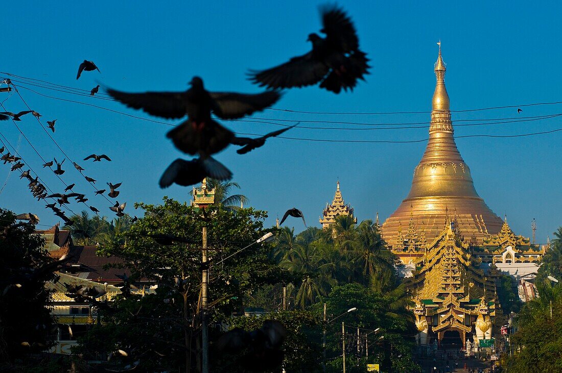 Myanmar (Burma), Yangon State, Yangon, Kandawgyi Quarter, Gabaraye Pagoda avenue, east entrance of Shwedagon Pagoda, pilgrims can buy food to give it to the numerous pigeons around the pagoda