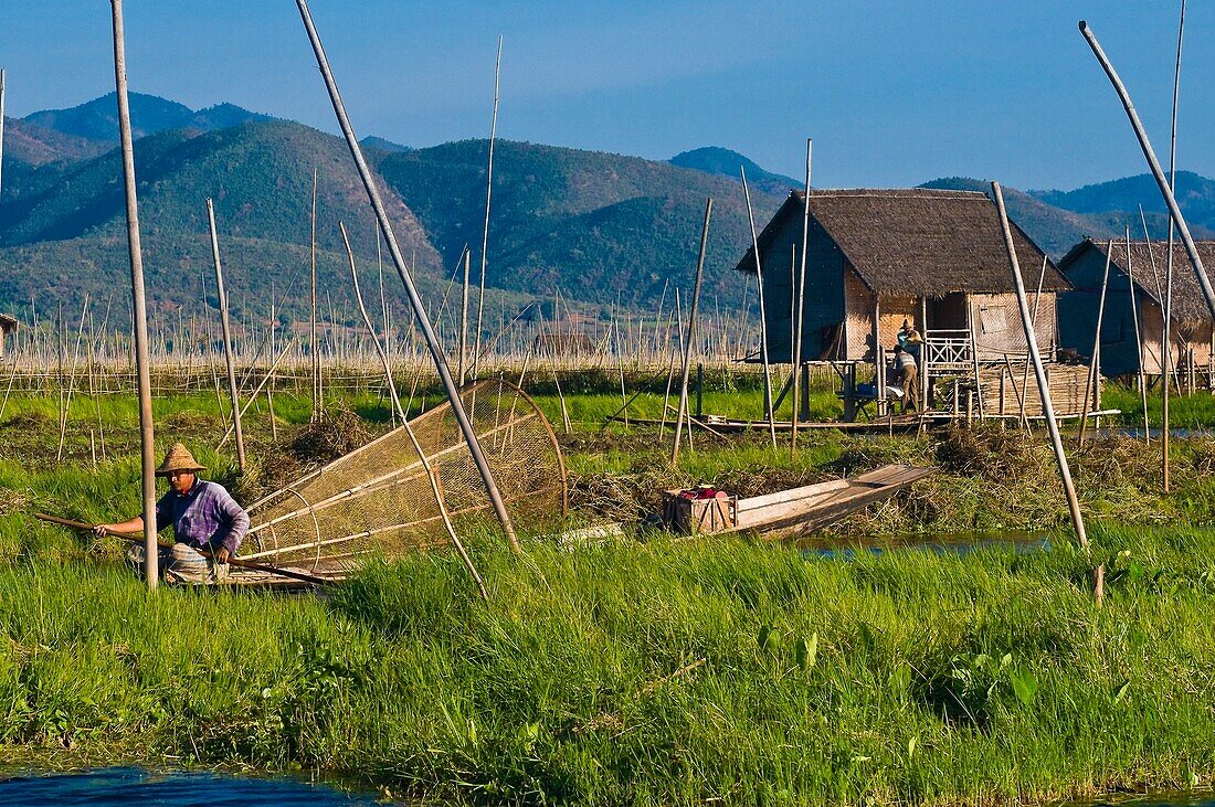 Myanmar (Burma), Shan State, Inle Lake, fisherman in floating gardens