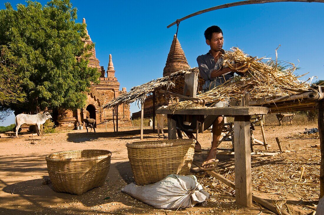 Myanmar (Burma), Mandalay State, Bagan (Pagan), Old Bagan, Wittanadaw Temple (Pahto Wittanadaw), U Kyaw Soe feeds his cows