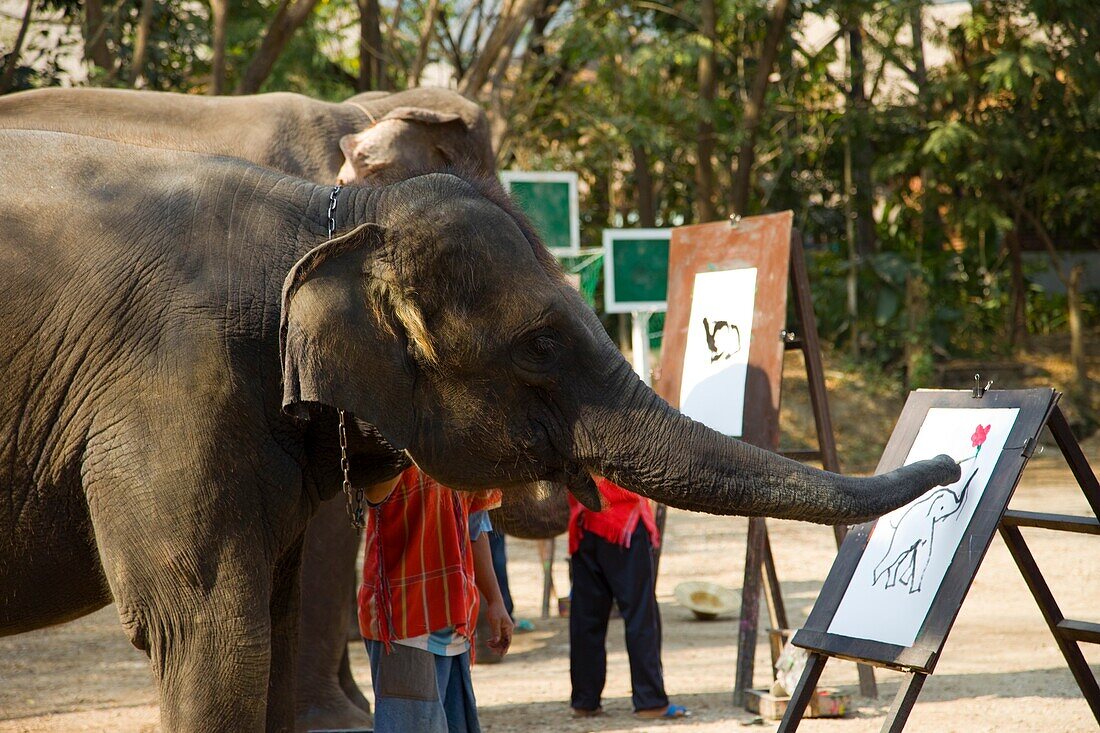 Thailand,Chiang Mai,Elephant Camp,Elephant Show,Elephant Painting