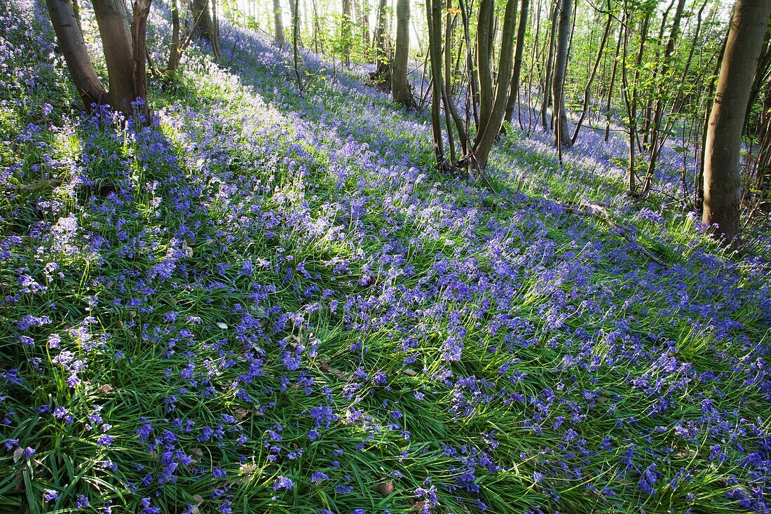 England,Kent,Bluebells