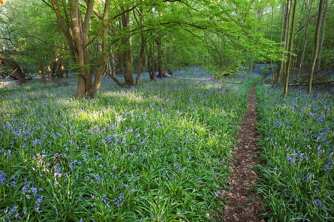 England,Kent,Footpath in Bluebell Woods