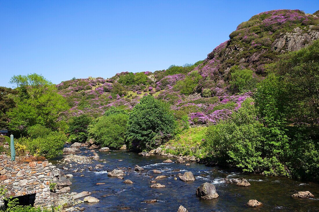 Wales,Gwynedd,Snowdonia National Park, Rhododendrons in Bloom and Mountains