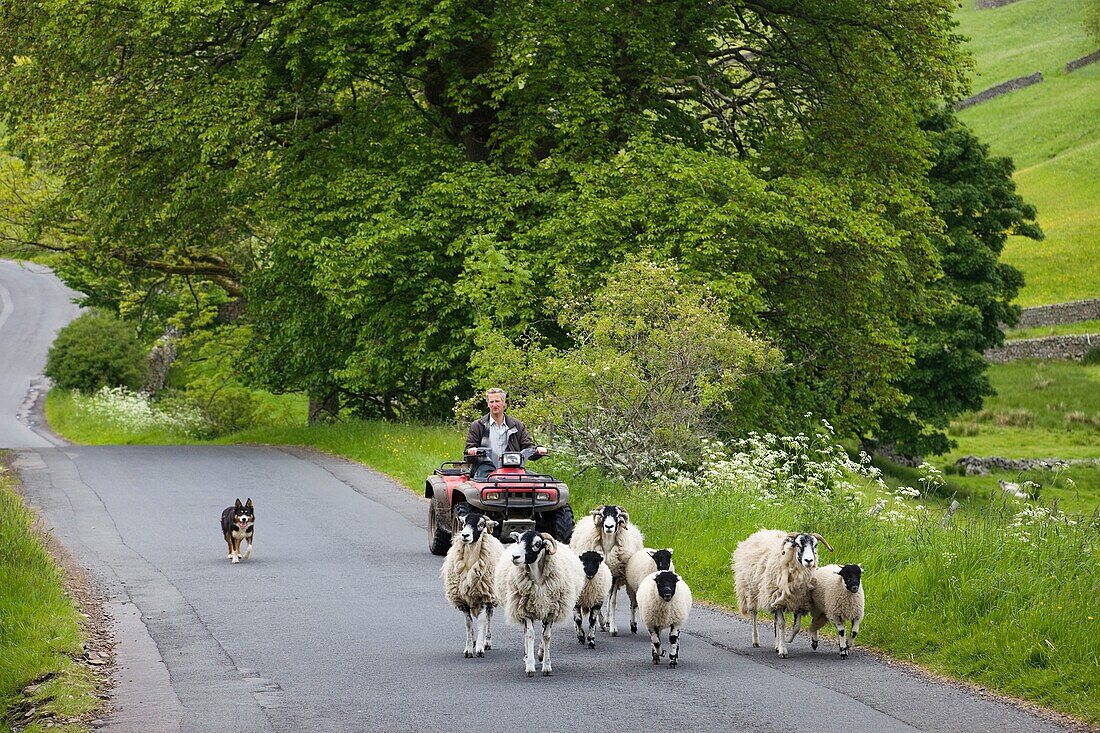 England,Yorkshire,Yorkshire Dales,Swaledale,Farmer and Sheep