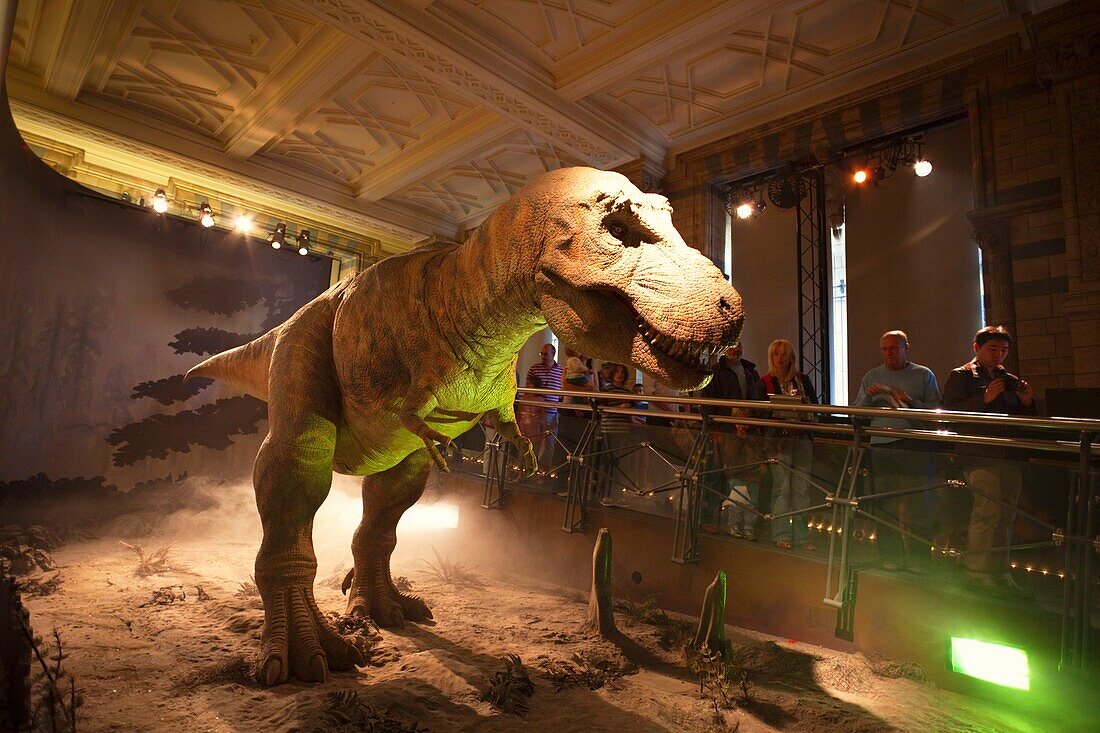 England,London,Natural History Museum,Tyrannosaurus Rex Dinosaur