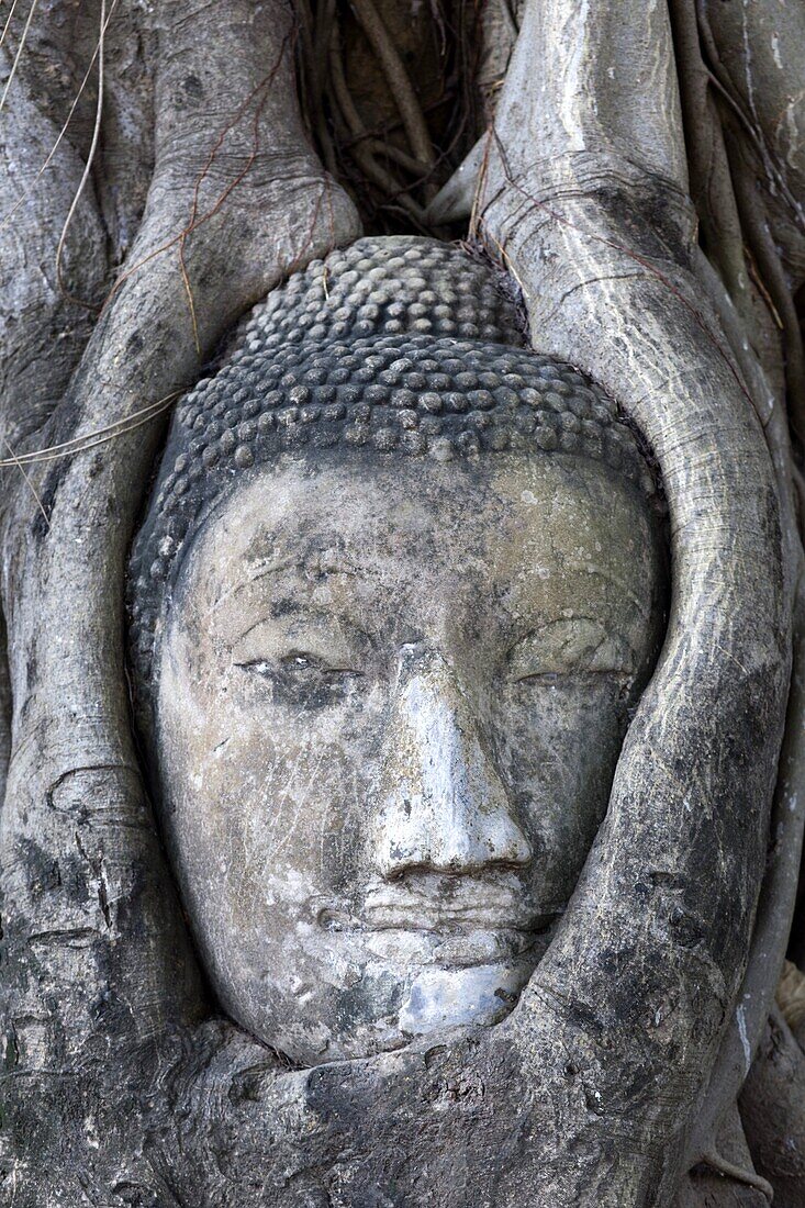 Thailand,Ayutthaya,Ayutthaya Historical Park,Buddha Head in Wat Mahathat