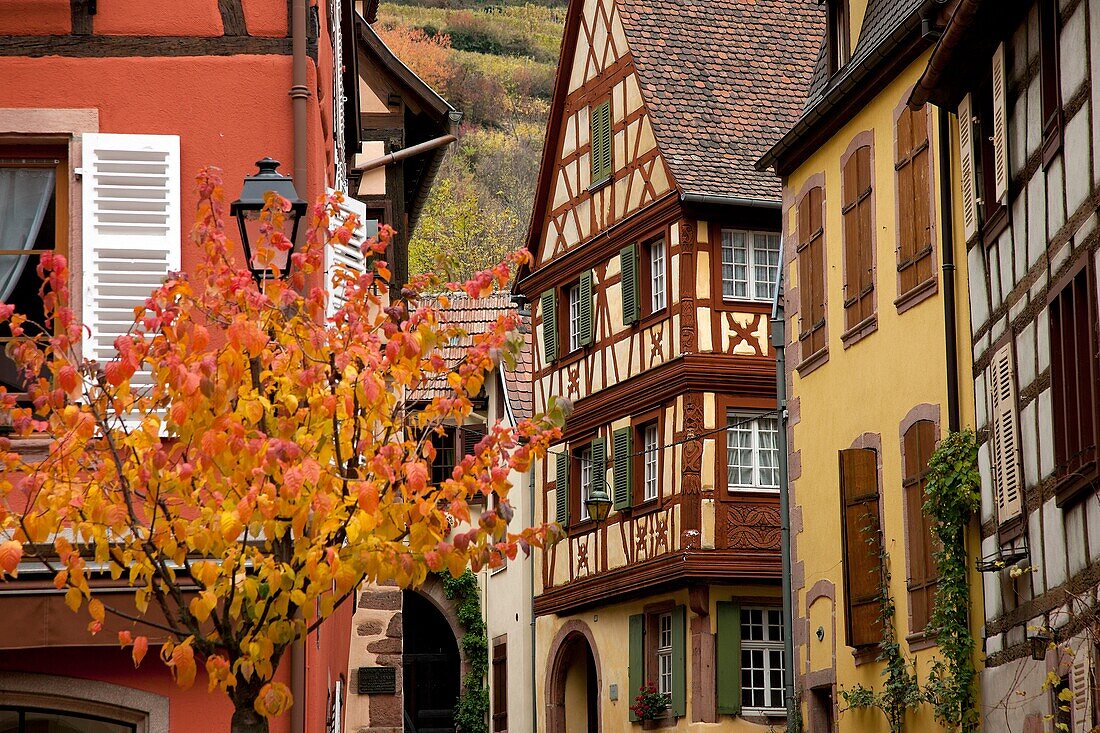 France, Haut-Rhin (68), Kaysersberg, picturesque village of Alsace whole timbered houses, the wine route in autumn