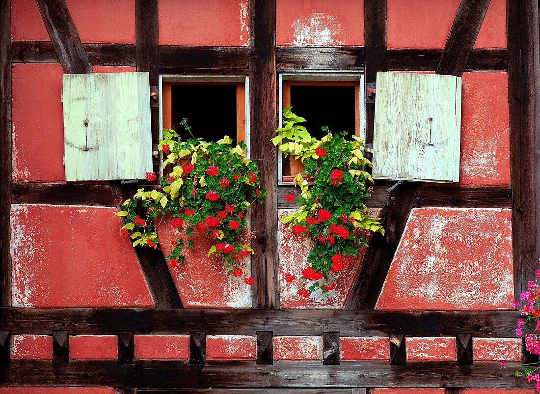 France, Haut-Rhin (68), Kaysersberg, picturesque village of Alsace, details of window-timbered houses, the wine route in autumn