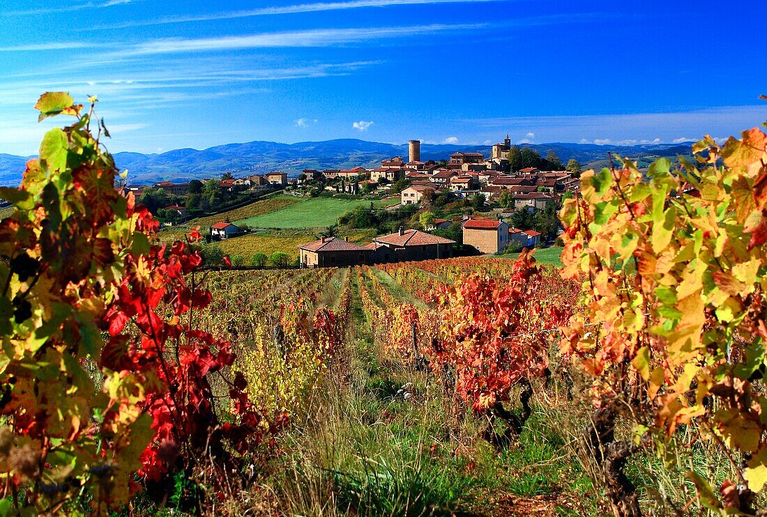 France, Rhône (69), Oingt, labeled The Most Beautiful Villages of France, seen from Beaujolais, in the autumn, on the road of golden stone