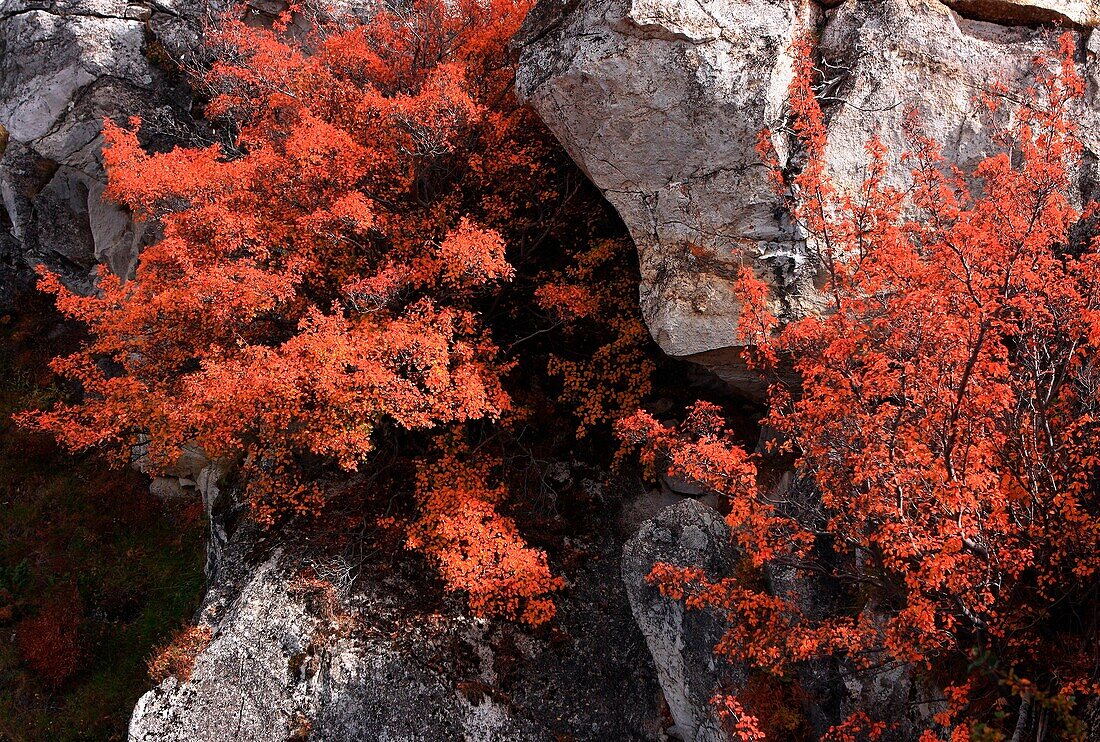 Still life, natural detail, bush purple in autumn, between rocks