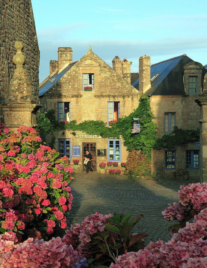 France, Finistère (29), Locronan, village labeled The Most Beautiful Villages of France, the houses of the church square, massive rhododendron (Ericaceae) in the foreground