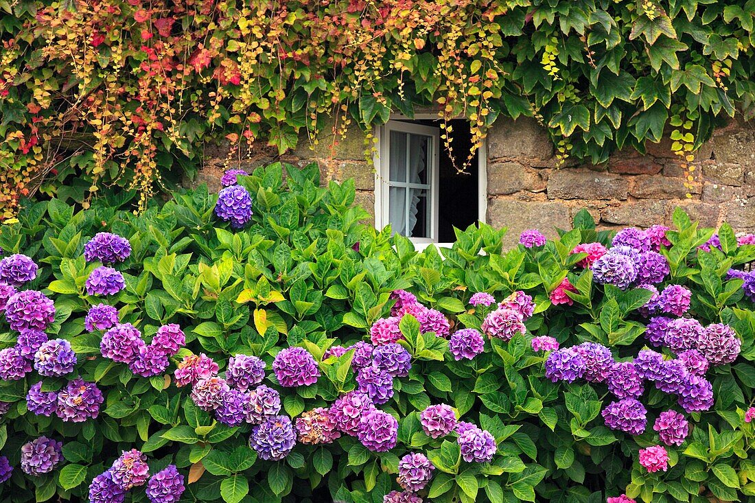 France, Morbihan (56), massive hydrangea (Hydrangea macrophylla), purple, before a window and facade covered in vine (Vitaceae)