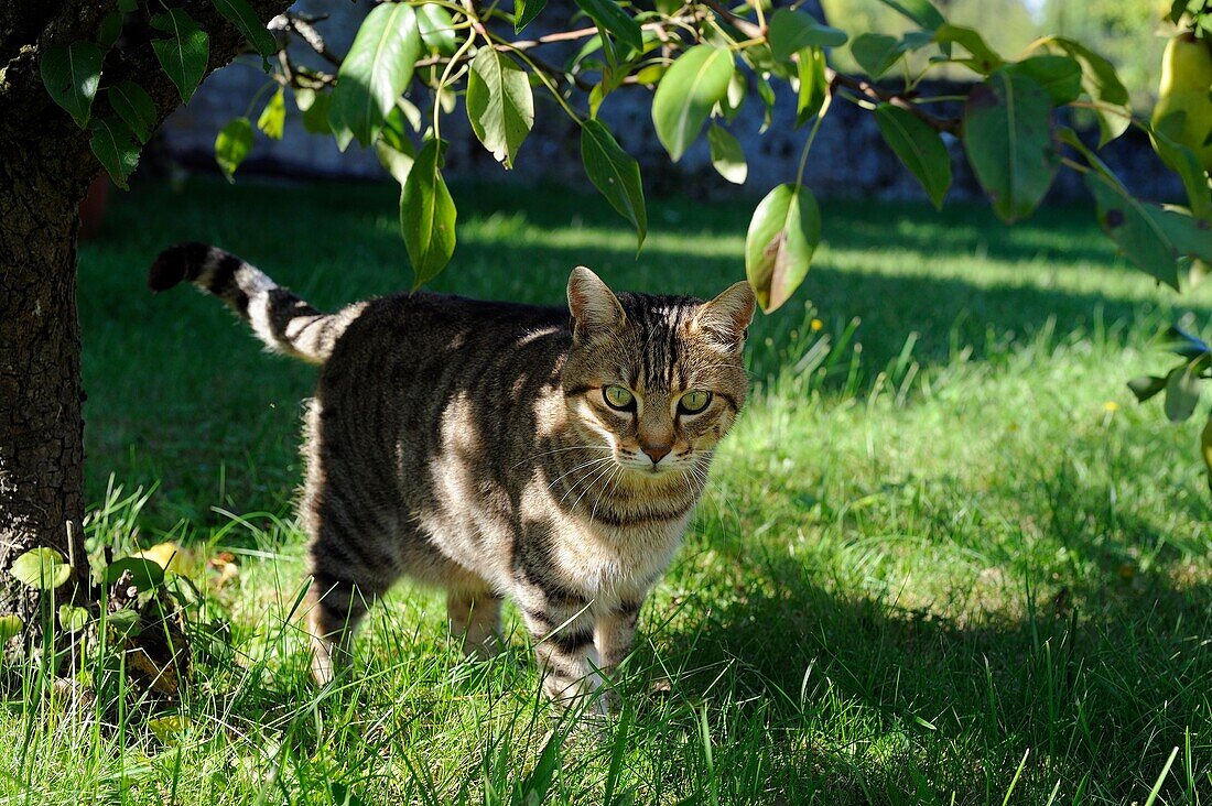 DOMESTIC CAT WALKING IN GARDEN, FRANCE