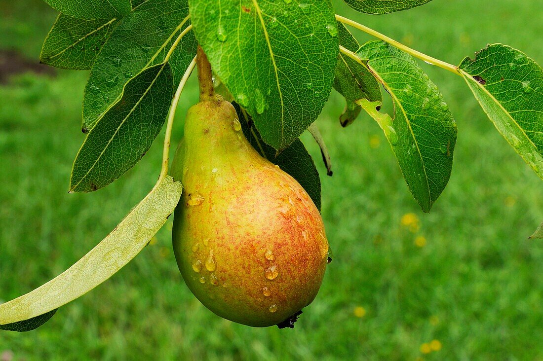 PEAR IN GARDEN, FRANCE