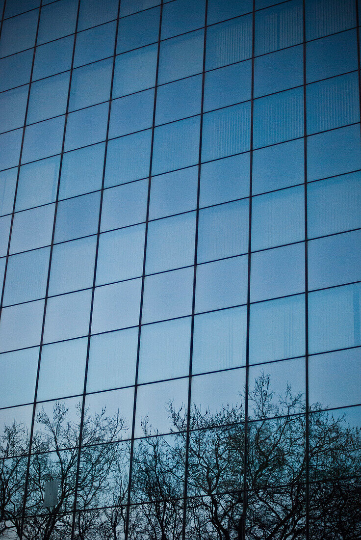 Tree Branch Reflections on Modern Office Building, London, England