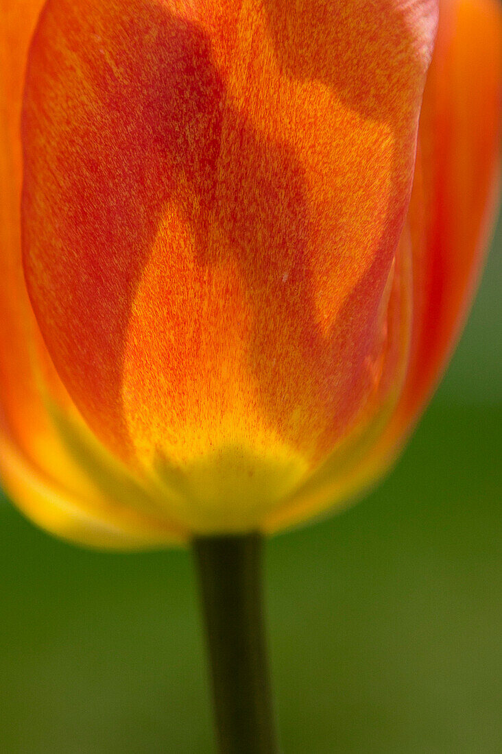 Tulip, Close-Up