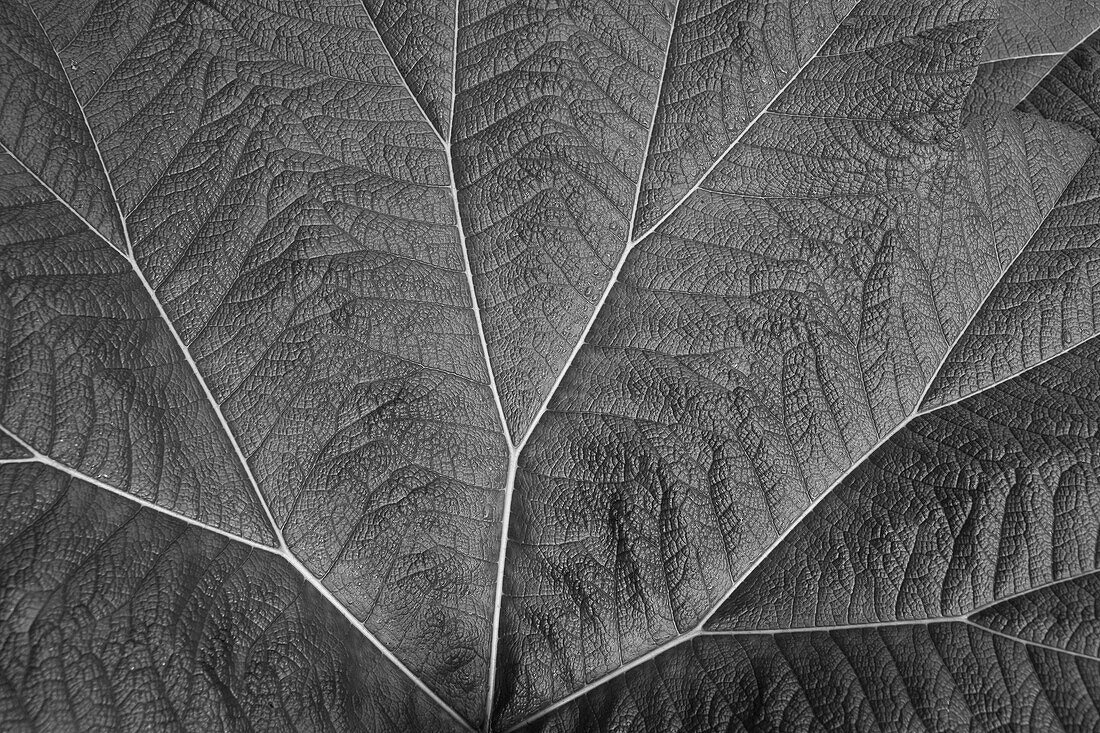 Leaf, Close-Up