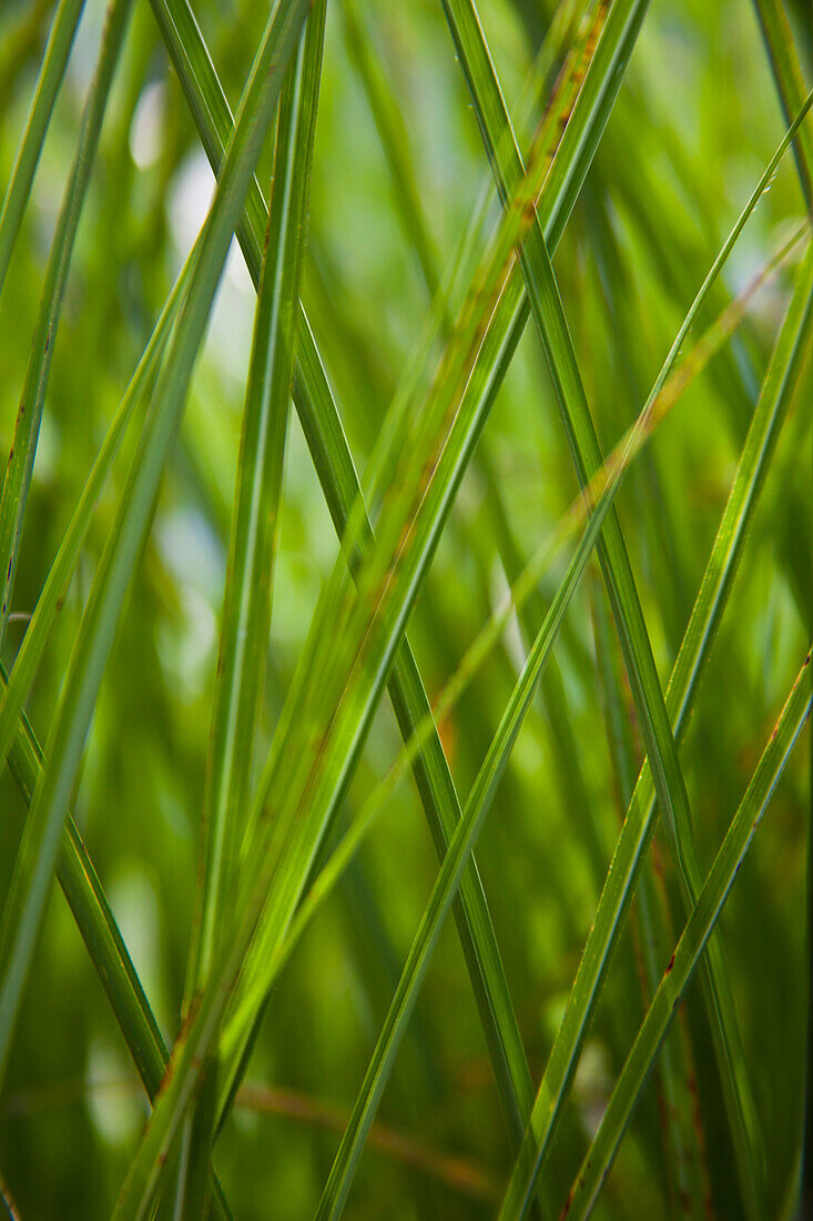 Blades of Green Grass, Close-Up